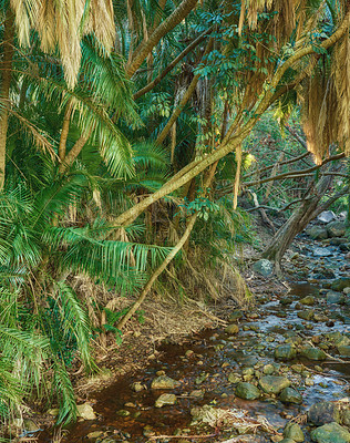 Buy stock photo Tropical rain forest - Africa