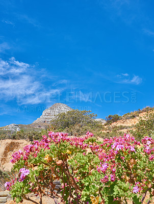 Buy stock photo Space, sky and flowers with rugged mountain or terrain for outdoor travel, conservation or ecosystem. Ecology, mockup and nature with bushes or plants in dry environment for discovery or exploration