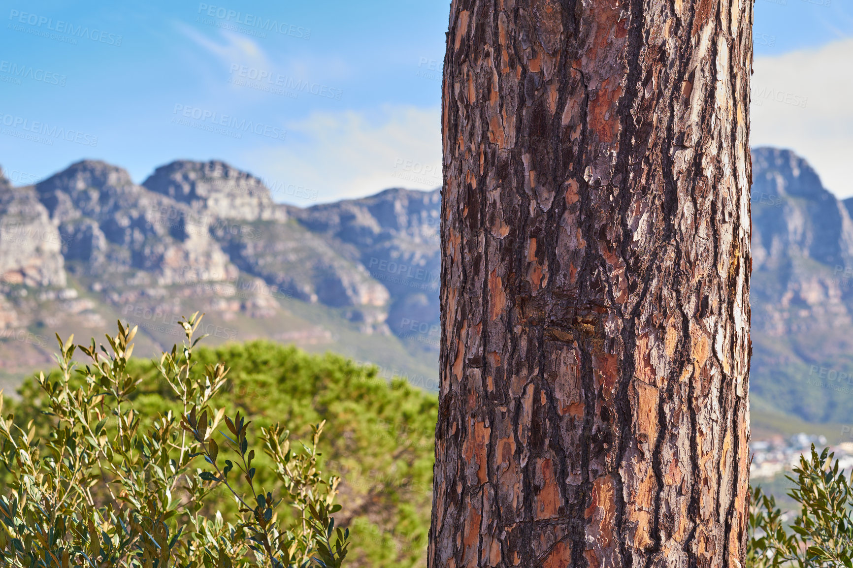 Buy stock photo The twelve apostles and forest - Cape Town, Western Cape