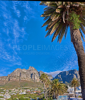 Buy stock photo Palm trees, city and landscape by Table Mountain, sky and clouds for tourism, holiday or adventure. Outdoor, hill and buildings with mock up space for travel, environment and summer in South Africa