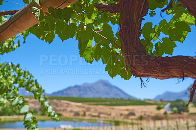 Buy stock photo Vineyard, mountains and nature with plants on farm, sustainable and environment with growth by river. Grape trees, winery and ecology with agro business for alcohol, agriculture or landscape in Italy