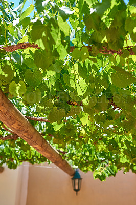 Buy stock photo Below, vineyard and structure with nature, plants and growth with agriculture. Empty, low angle and harvest with season, summer and trees with ecology, countryside and climate change in Italy