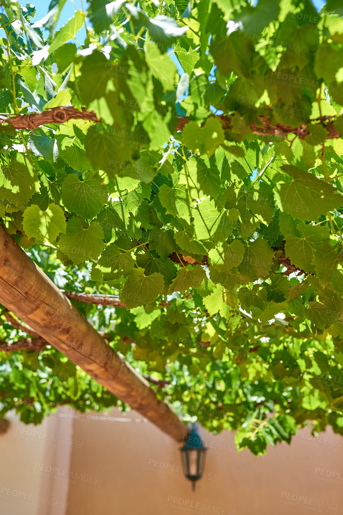 Buy stock photo Photo from wineyards of the Stellenbosch district  , Western Cape Province, South Africa.