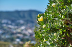 Mountain flowers