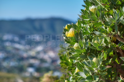 Buy stock photo Mountain flowers - Table Mountain National Park