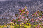 Mountain flowers