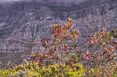 Buy stock photo Growth, sustainable or flowers with mountain or terrain for outdoor adventure, conservation or travel. Ecology, wilderness or nature with bushes or plants in environment for discovery or exploration