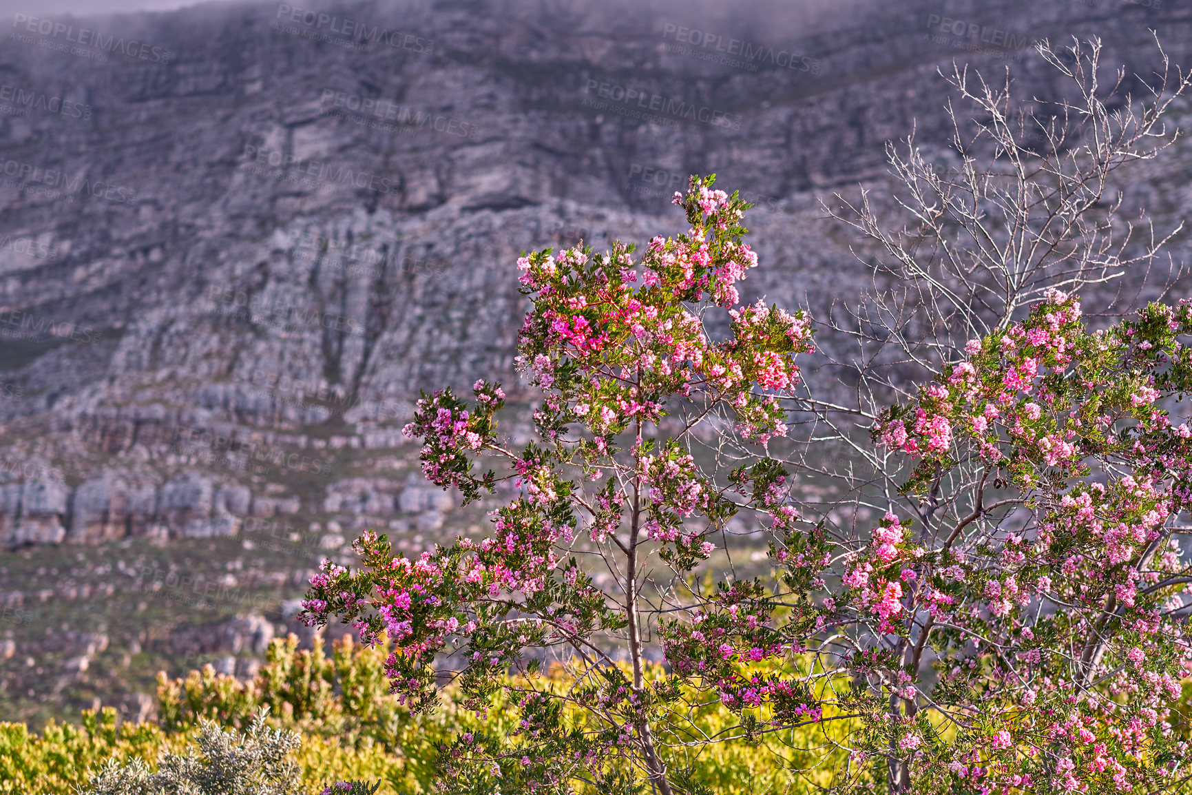 Buy stock photo Mountain flowers - Table Mountain National Park