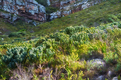 Buy stock photo Mountain flowers - Table Mountain National Park