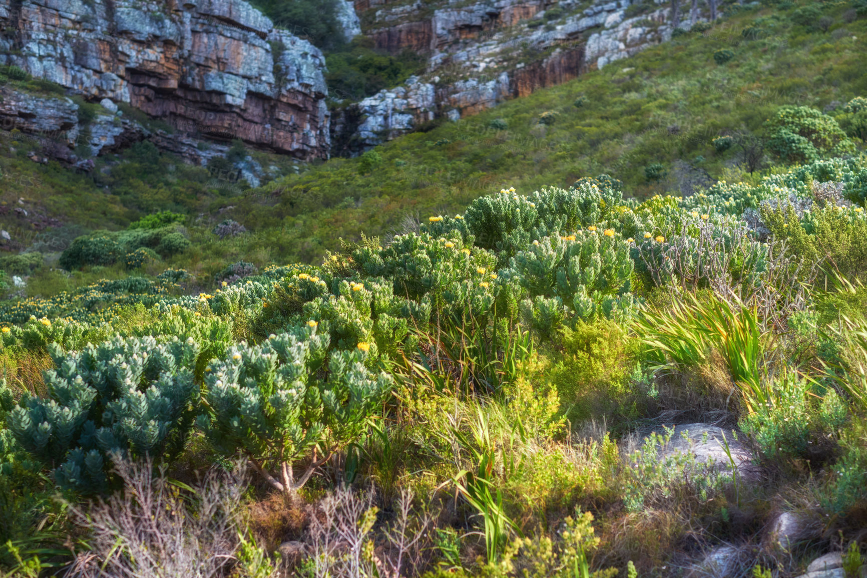 Buy stock photo Mountain flowers - Table Mountain National Park