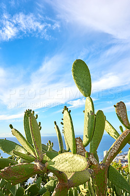 Buy stock photo Green pickly pear cactus growing against blue sky with clouds and copy space in Table Mountain National Park, South Africa. Vibrant opuntia succulent trees, bushes in remote landscape area in summer