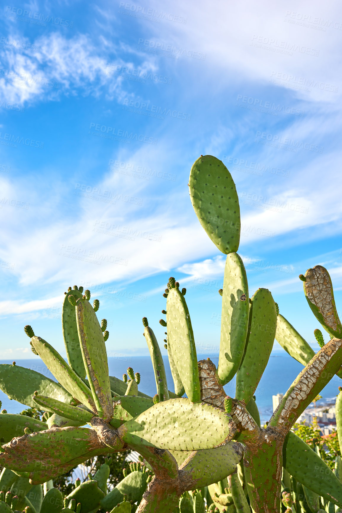 Buy stock photo Green pickly pear cactus growing against blue sky with clouds and copy space in Table Mountain National Park, South Africa. Vibrant opuntia succulent trees, bushes in remote landscape area in summer