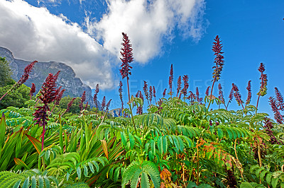 Buy stock photo Mountain flowers - Table Mountain National Park