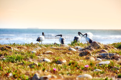 Buy stock photo The wilderness of Cape Point National Park 