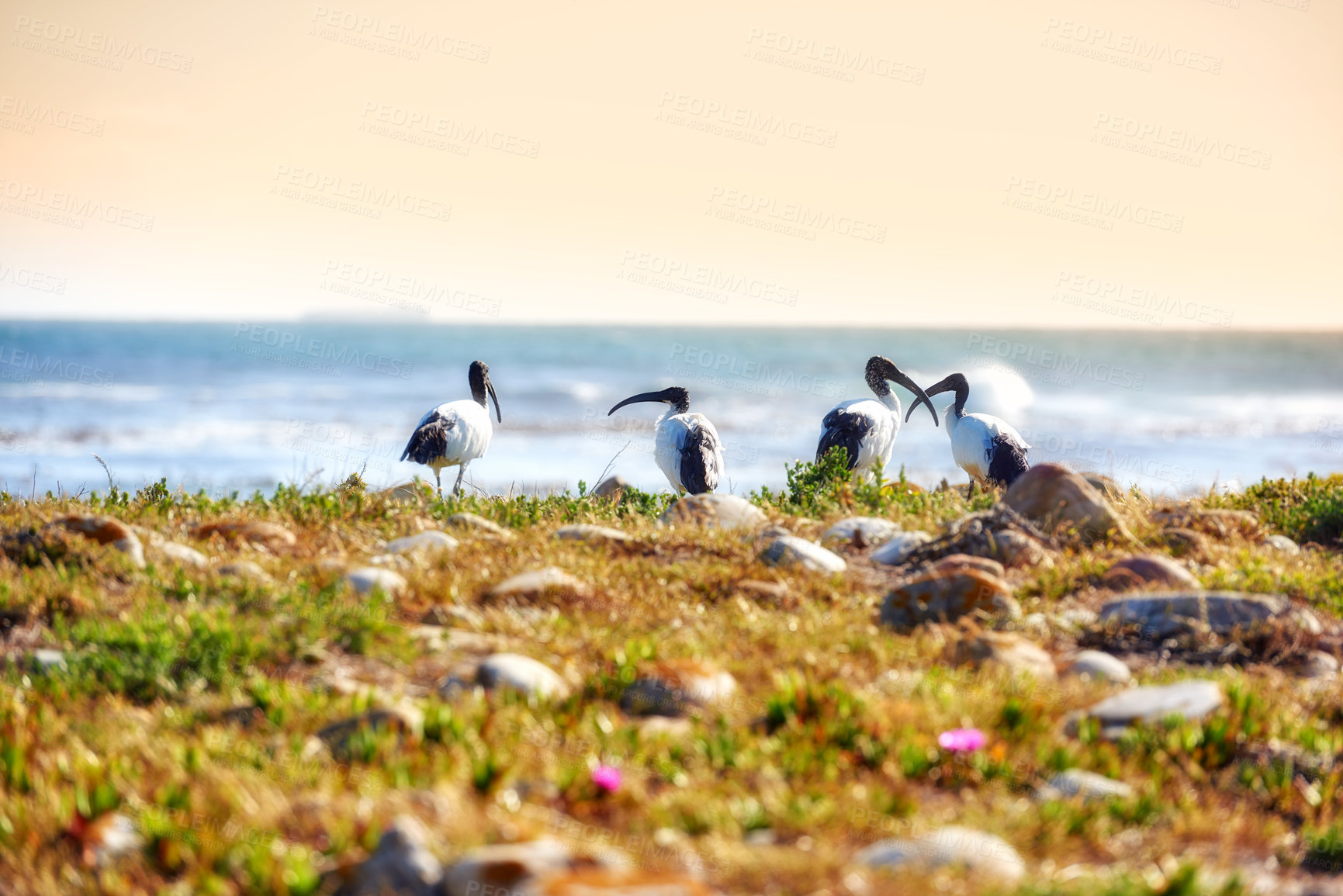 Buy stock photo The wilderness of Cape Point National Park 