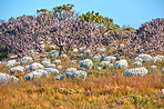 Cape Point National Park