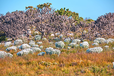 Buy stock photo The wilderness of Cape Point National Park 