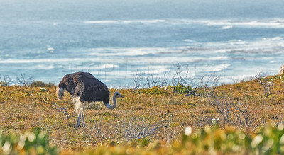 Buy stock photo The wilderness of Cape Point National Park 