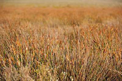 Buy stock photo The wilderness of Cape Point National Park 