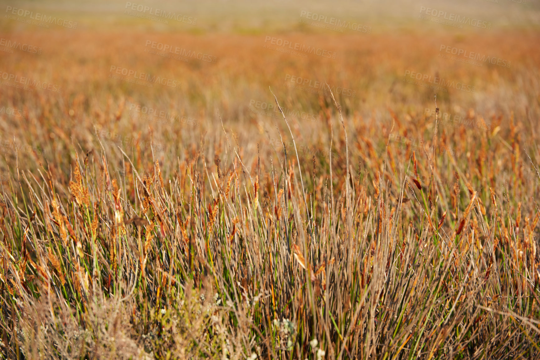 Buy stock photo The wilderness of Cape Point National Park 