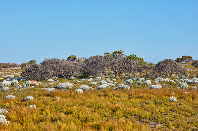 Buy stock photo Wilderness, grass and bush with nature landscape for natural environment, healthy ecosystem and exploration. Blue sky mockup, shrub terrain and sustainable field for sightseeing, travel and scenery