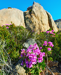 Mountain flowers