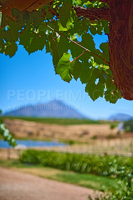 Buy stock photo Photo from wineyards of the Stellenbosch district  , Western Cape Province, South Africa.