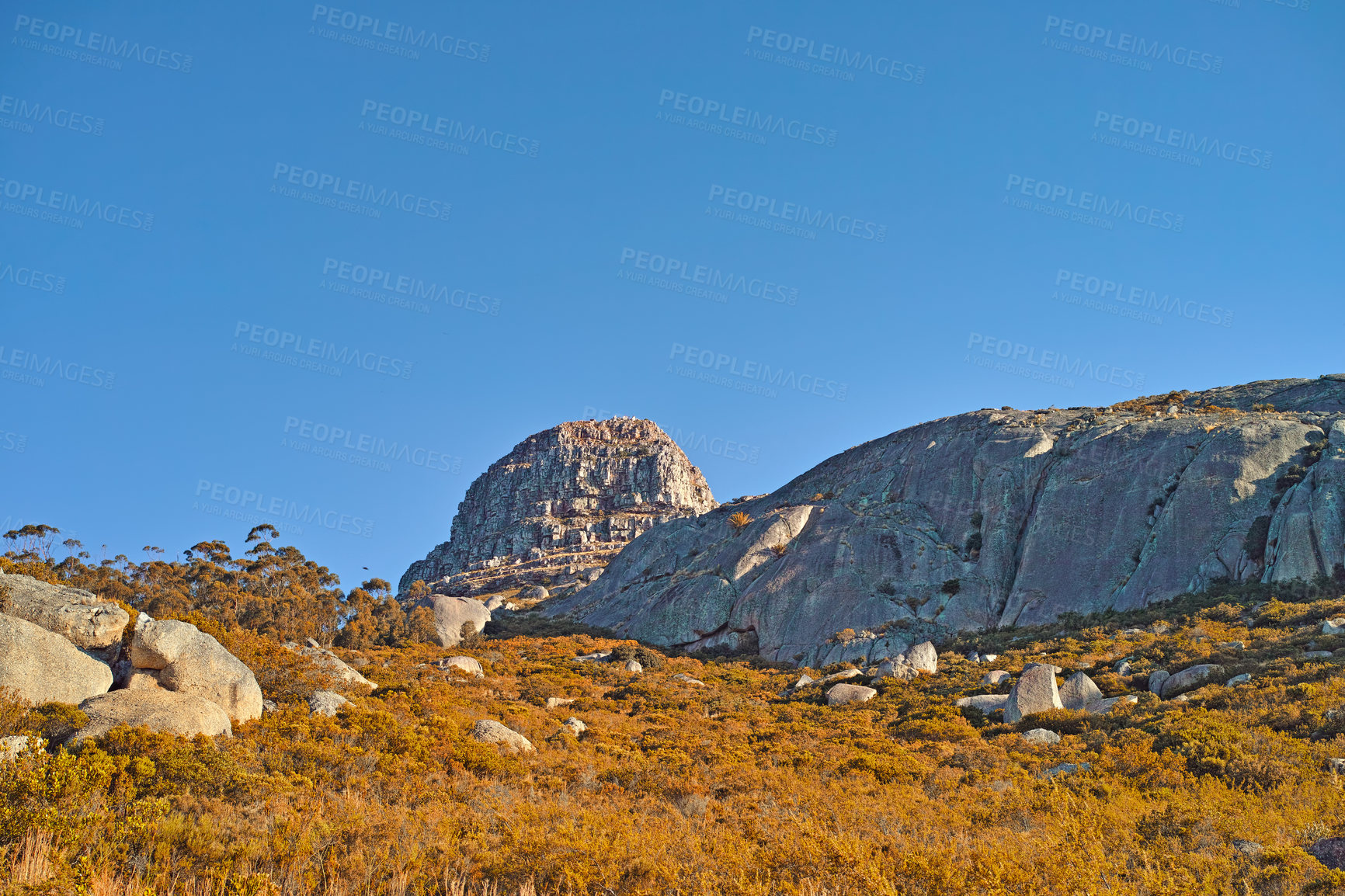 Buy stock photo Nature, mountain and rock with field in park for landscape, environment and flowers. Bush, summer and wilderness with reserve in Cape Town ecology for floral habitat, sustainability and mockup space
