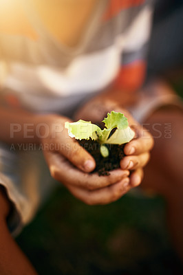 Buy stock photo Hands of kid, soil or plant in garden for sustainability, agriculture care or farming development. Backyard, natural growth or closeup of blurry child hand holding sand or planting for learning agro