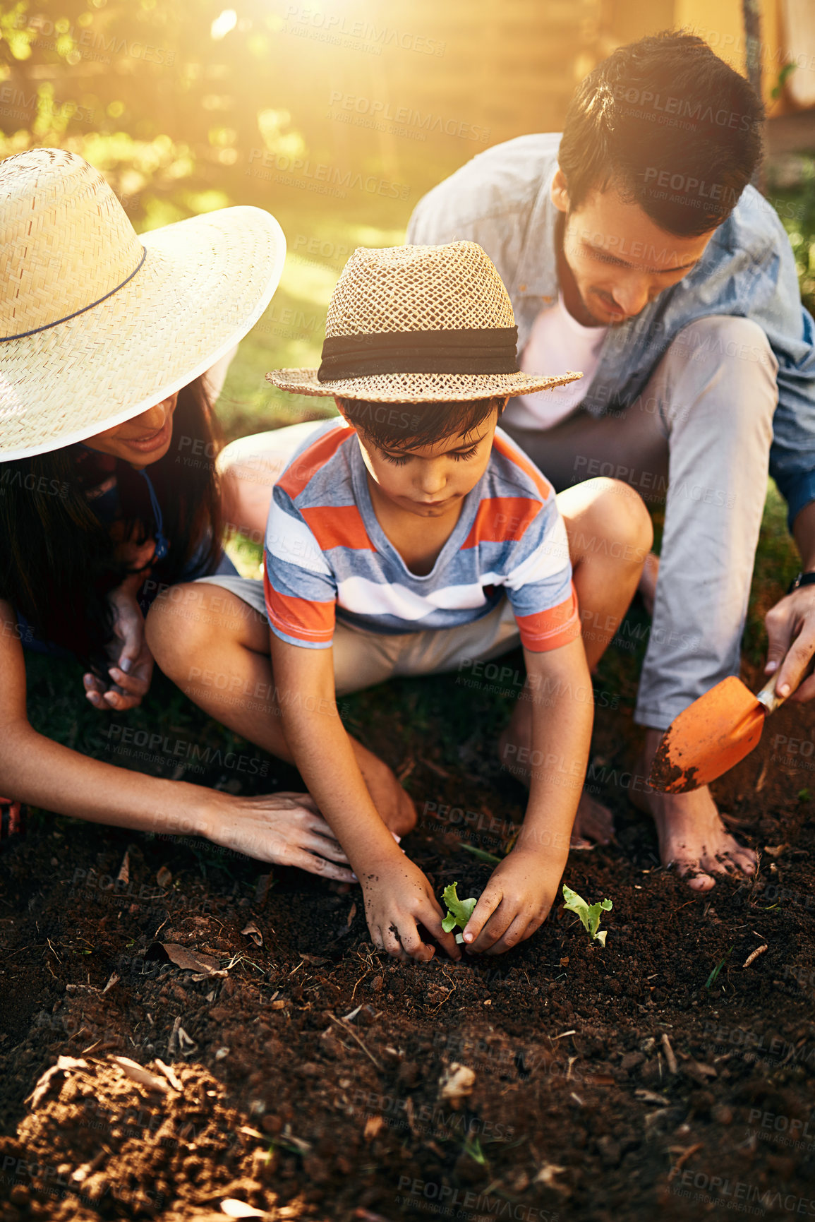 Buy stock photo Dad, mother or child learning to plant in garden for sustainability, agriculture or farming as a family. Father, mom or parents gardening, planting or teaching a young kid agro growth in environment