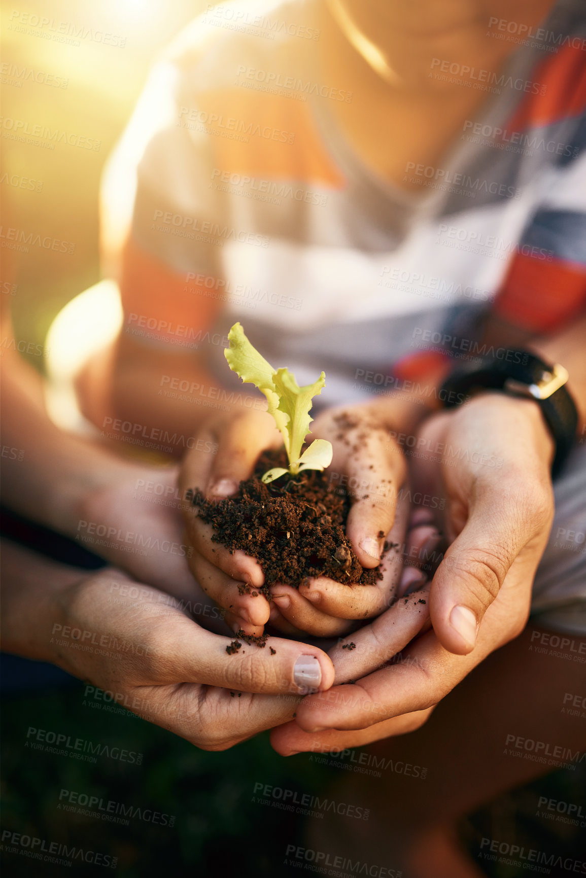 Buy stock photo Hands of family, soil or plant in garden for sustainability, agriculture care or farming development. Backyard, natural growth or closeup of parents hand holding sand or planting for teaching a child