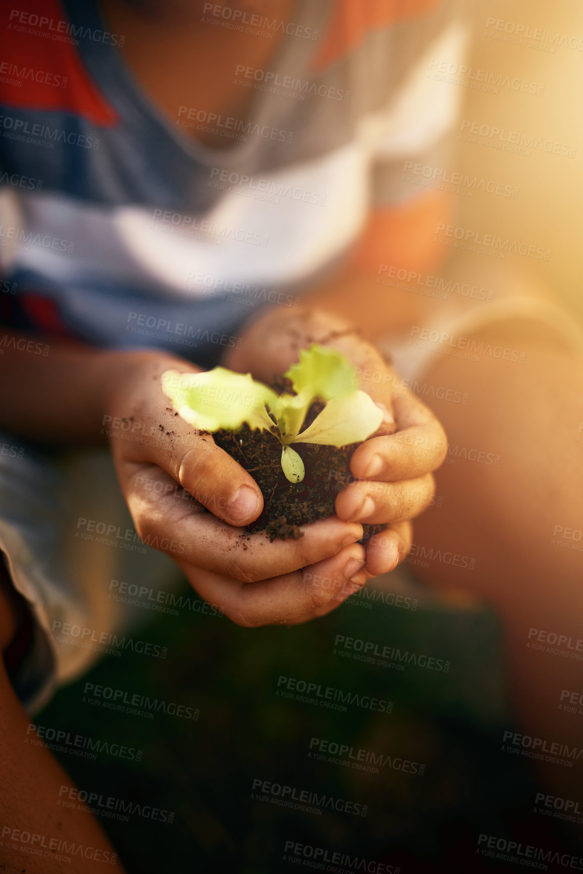 Buy stock photo Hands of kid, soil or learning to plant in garden for sustainability, agriculture care or farming development. Backyard, natural growth or closeup of child hand holding sand or planting for agro 