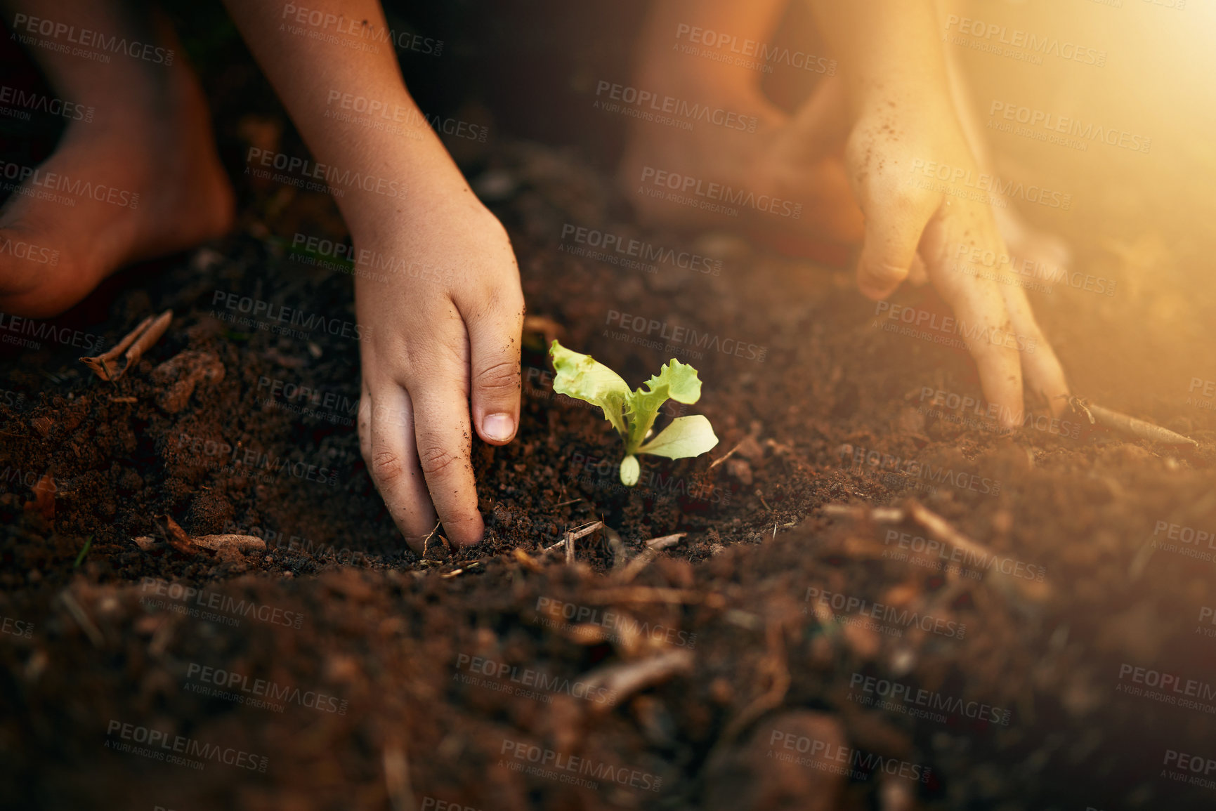 Buy stock photo Hands, plant and boy with soil, garden and nature with environment, sustainability or leaves. Zoom, male child or young person with sand, growth or eco friendly with clean energy, closeup and ecology