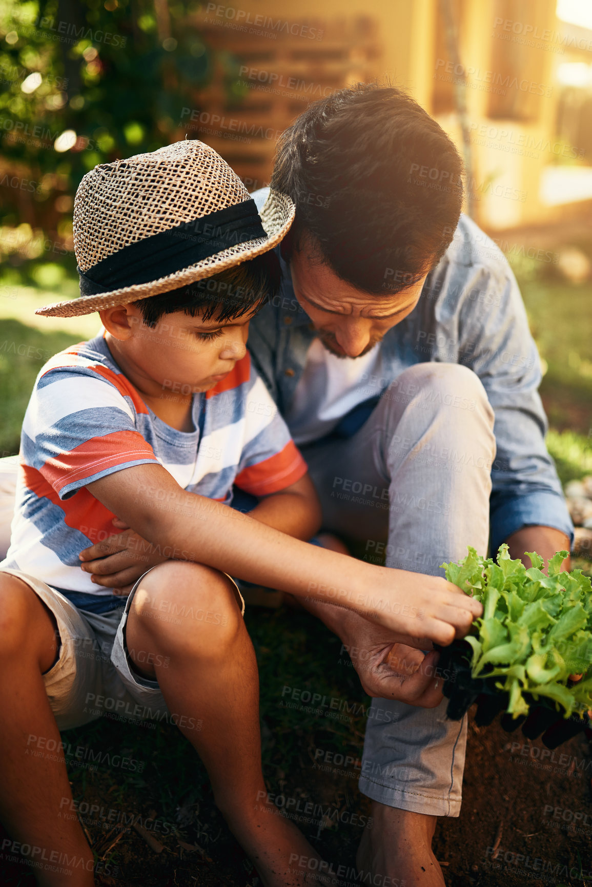 Buy stock photo Father, child or learning to plant in garden for sustainability, agriculture or farming development in family home. Dad, son or parent gardening, planting or teaching a boy agro growth in environment