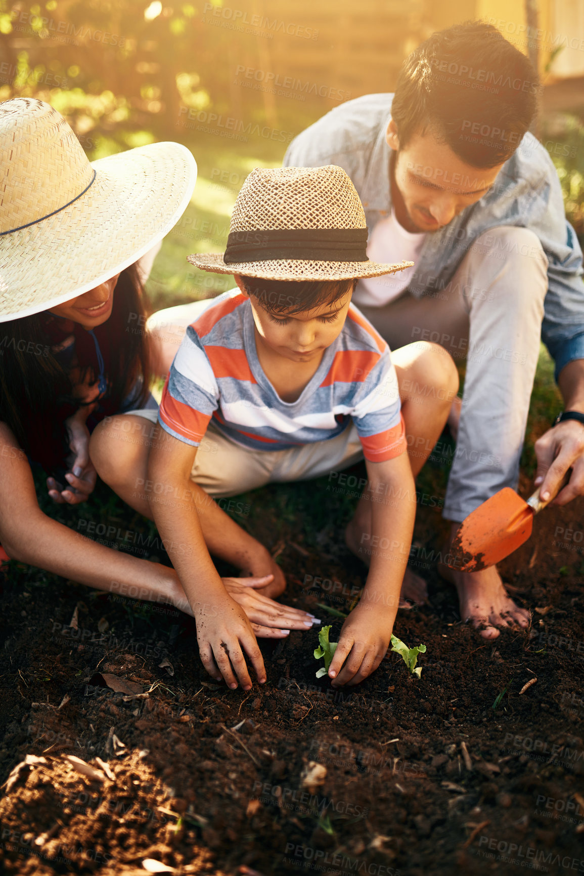 Buy stock photo Dad, mother or teaching a child to plant in family garden for sustainability, agriculture or farming. Father, mom or kid learning growth in environment for eco friendly gardening or planting at home