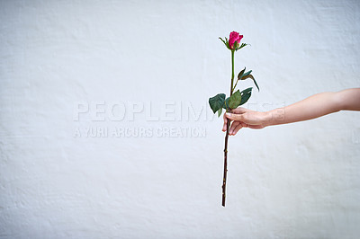 Buy stock photo Studio shot of an unrecognizable person holding a single red rose against a grey background