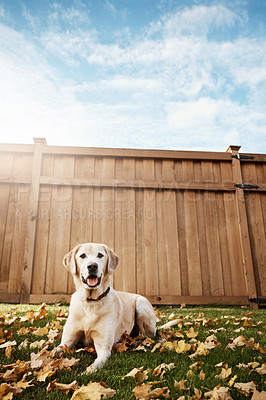 Buy stock photo Garden, relax and portrait of dog on grass with leaves, playing and healthy outdoor animal in backyard. Autumn, lawn and playful Labrador with adoption, pet insurance or wellness with fun in morning