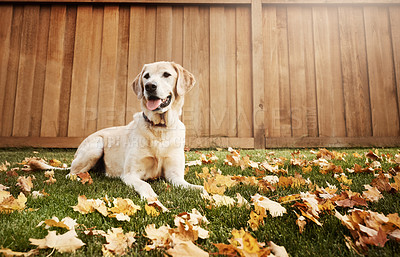 Buy stock photo Shot of a cute labrador sitting amongst fallen leaves on the grass outdoors