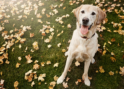 Buy stock photo Shot of a cute labrador sitting amongst fallen leaves on the grass outdoors