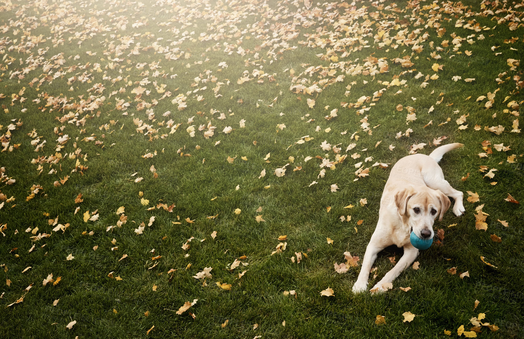 Buy stock photo Puppy, playing and friendly animal in garden, park and retrieving as companion, hunting or loyalty. Labrador, happy and cheerful in backyard for exercise as service dog, family pet or emotion support