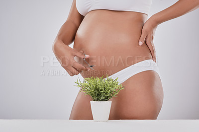 Buy stock photo Cropped studio shot of a pregnant woman trimming a plant with scissors against a gray background