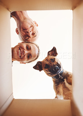 Buy stock photo Low angle portrait of a happy couple and their dog looking into a box together