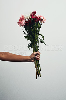 Buy stock photo Flowers, bouquet and hands of woman on gray background for nature, spring and natural beauty. Romance mockup, present and girl with manicure holding botanical, floral or blossom gift in studio space