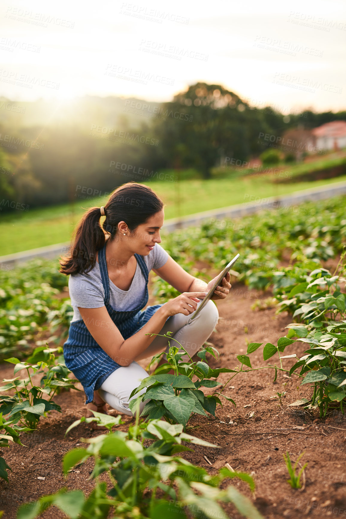 Buy stock photo Shot of an attractive young woman using a tablet while working on her farm