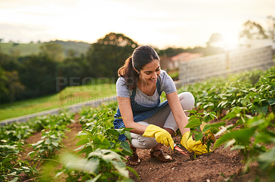 Buy stock photo Shot of an attractive young woman working the land on her farm