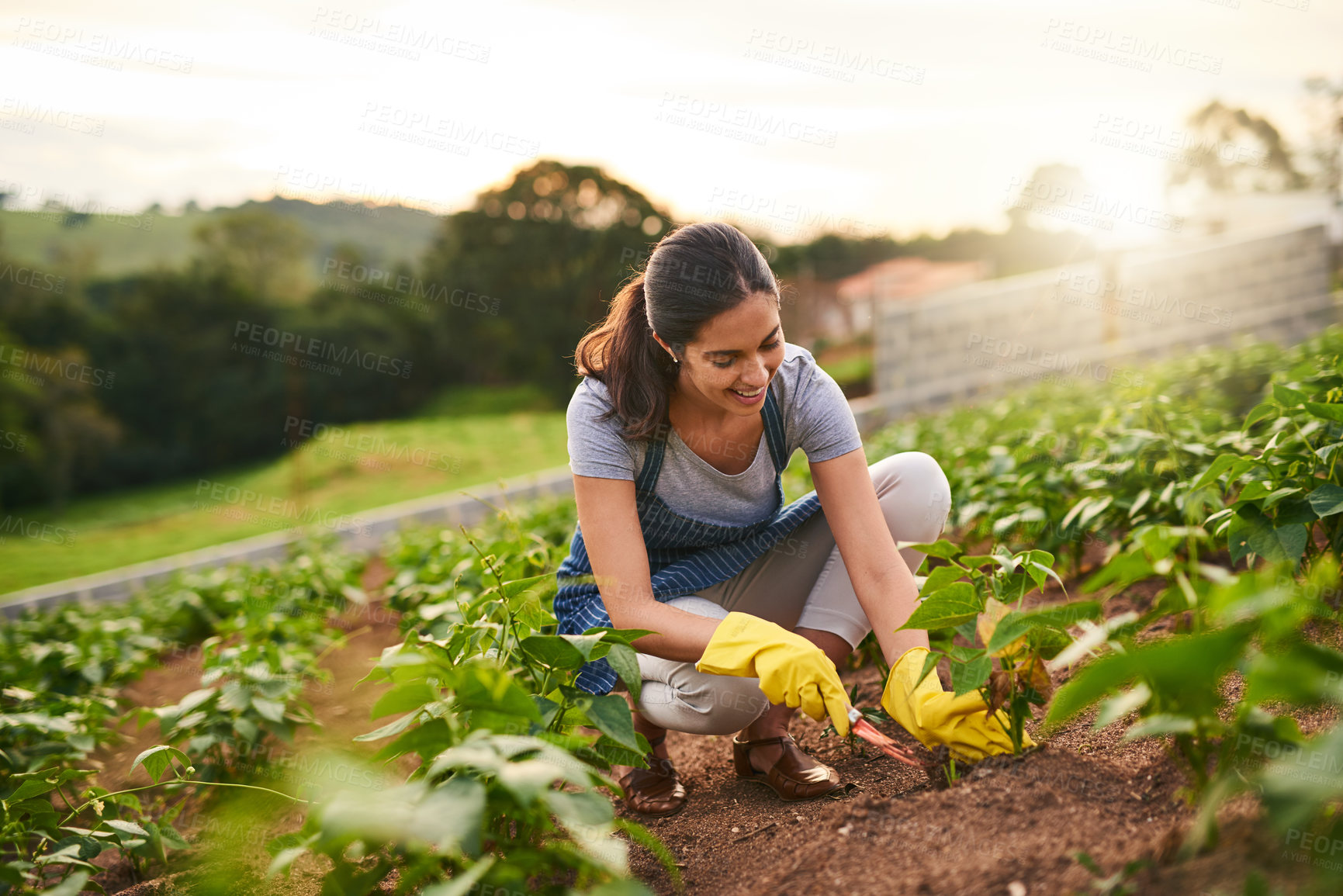 Buy stock photo Shot of an attractive young woman working the land on her farm