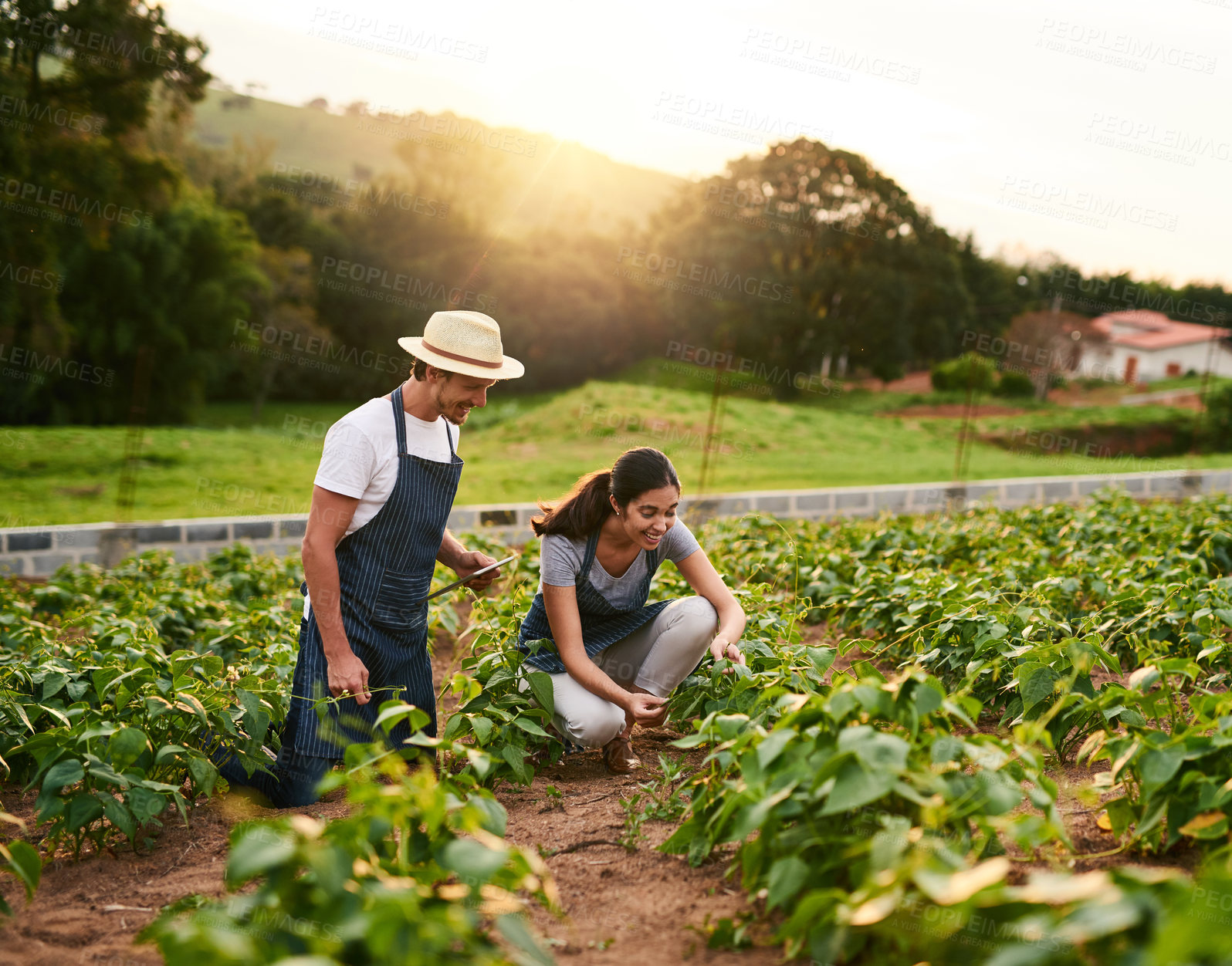 Buy stock photo Nature, couple and farming together, tablet and love for sustainability, woman and man in morning. Working, crops and growth of vegetable for harvest, teamwork and farmer for agriculture in USA