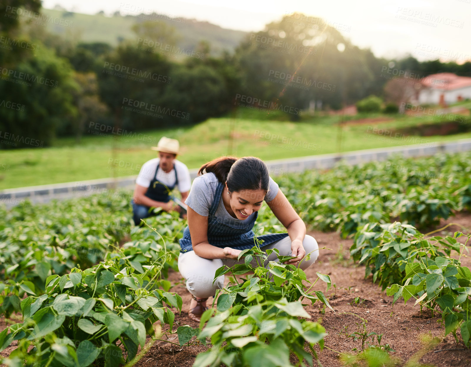Buy stock photo Shot of an attractive young woman working on the family farm with her husband in the background