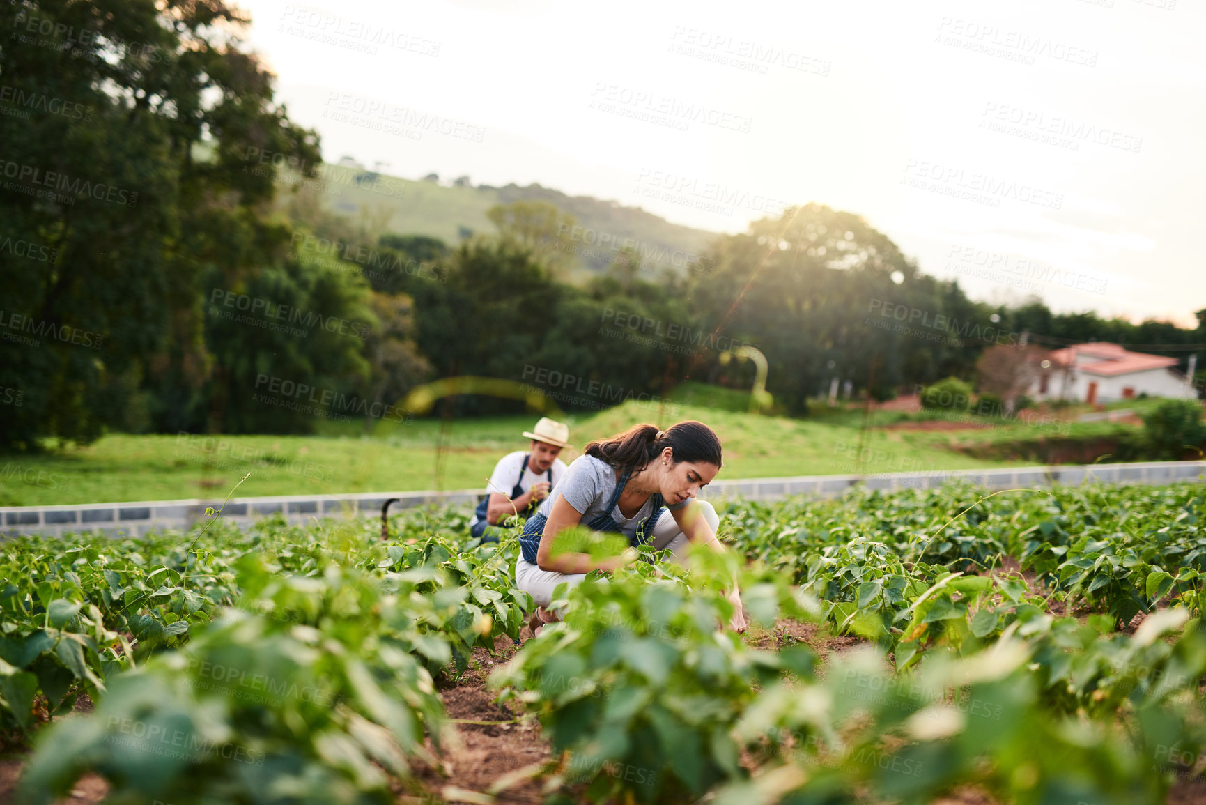 Buy stock photo Shot of an attractive young woman working on the family farm with her husband in the background