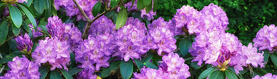 Buy stock photo Shot of beautiful flowers outside